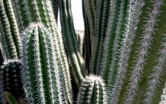 Yatu Cactus