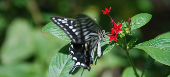 Butterfly