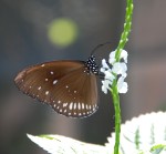Butterfly Farm Aruba