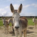 Donkey Sanctuary Aruba