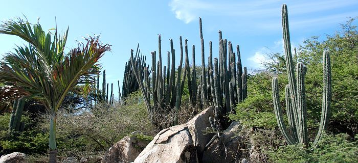 Arikok National Park of Aruba
