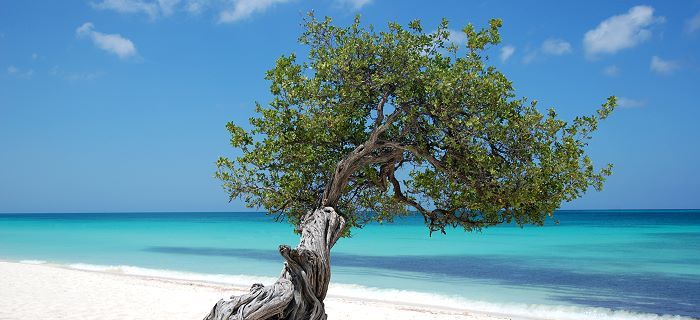 Aruba national symbol - Divi Divi Tree