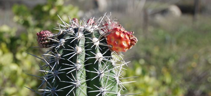 Cactus