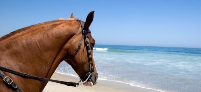 A horse on the beach watching the sea