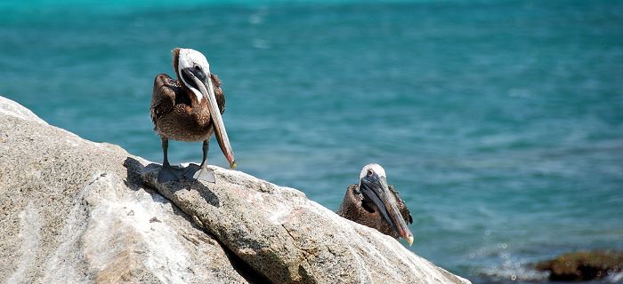 Pelicans at the waterfront