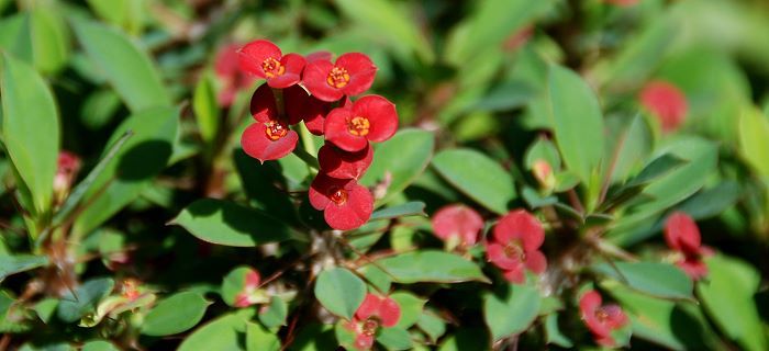 Tropical Flower