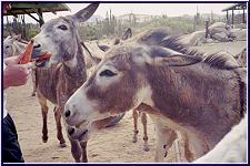 Donkeys