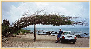 Divi Tree and Car