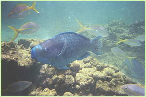 Parrot Fish