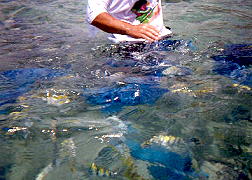 Snorkeling