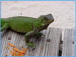 Iguana