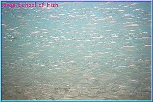 School Fish