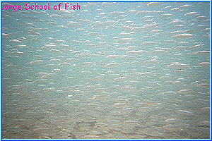 School Fish