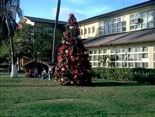 X-mas tree in the garden