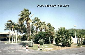 Vegatation - Garden