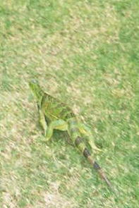 Iguana