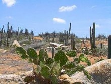 Flora - Landscape of Aruba