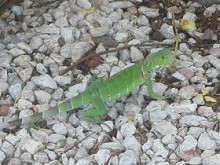 Green Iguana