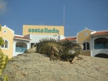 Iguana at Costa Linda