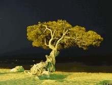 Divi Tree by Night