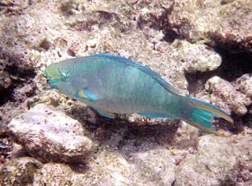 parrotfish