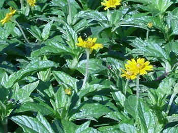 yellow flowers