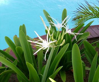 white flowers