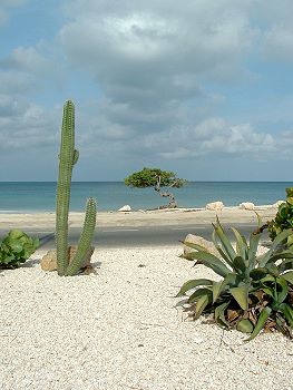 eagle beach divi tree and cactus