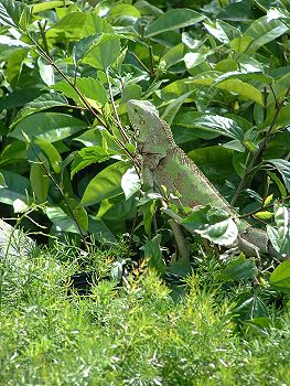 iguana