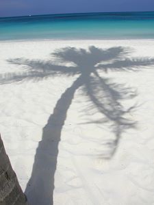 palm tree shadow on beach