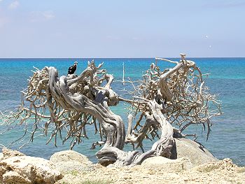 sea and bird on tree