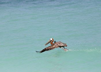 pelican