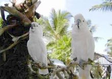 Birds at the resort