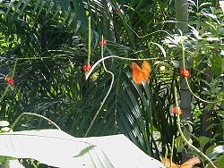 butterfly farm