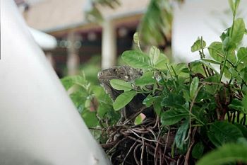 iguana