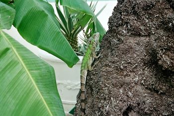 leaves and iaguana