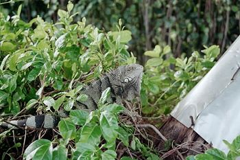 big iguana