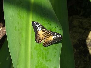 butterfly farm