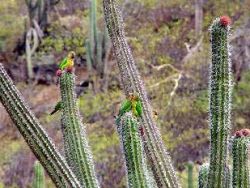 Birds and cactus
