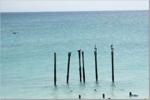 Pelicans at the Divi