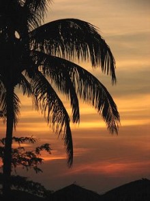 Sunset - Palm Tree
