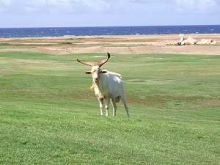 Goat on Golf Course