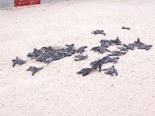 Many Baby Turtles