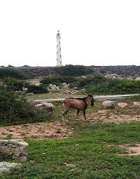 Lighthouse and donkey