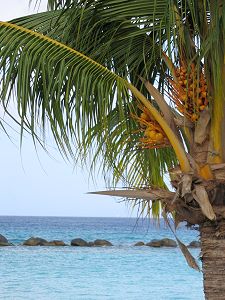 Beach Palm Tree