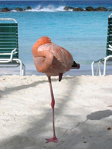 Flamingo at the beach