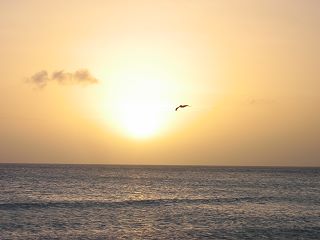 Sunset and Pelican