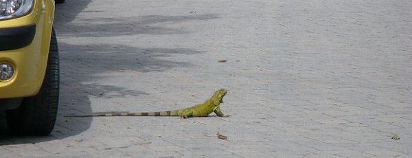 Iguana walking on the road