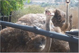 Ostrich Farm Aruba