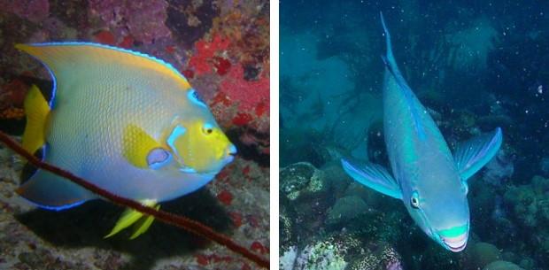 Scuba Diving - see the colored fishes